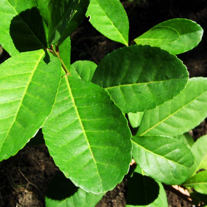 Erva-mate na Estética? Descubra os 05 motivos de usar a Ilex
